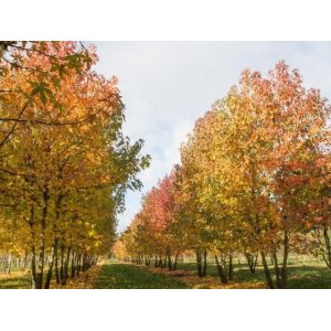 Ambrovník styraxový (Liquidambar styraciflua) - výška 250-300 cm, kont. C70/90L - VIACKMENNÝ